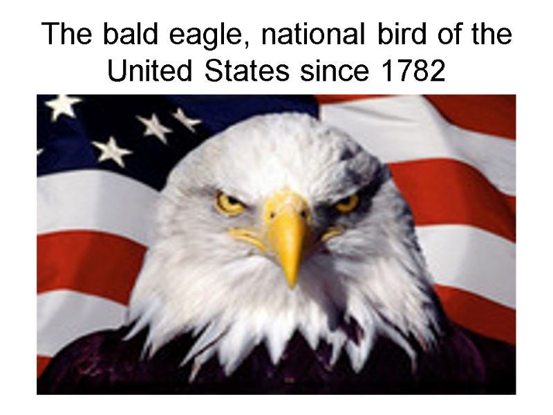 The bald eagle, national bird of the United States since 1782
